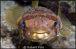 "Blue eyes" by Robert Polo 